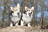 CORGI PEMBROKE 542